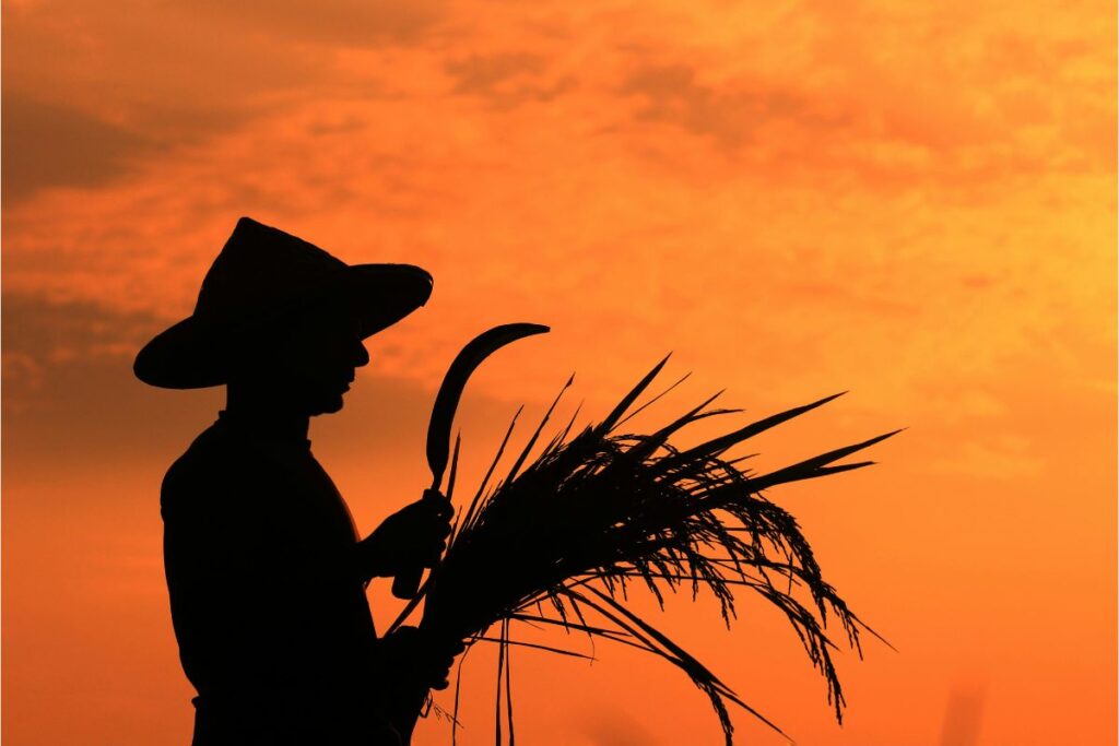 O Garantia-Safra é um dos benefícios essenciais para quem trabalha com agricultura.