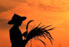 O Garantia-Safra é um dos benefícios essenciais para quem trabalha com agricultura.