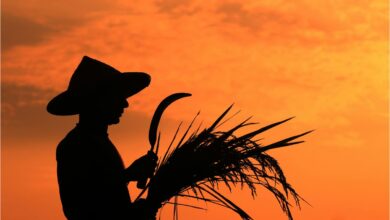 O Garantia-Safra é um dos benefícios essenciais para quem trabalha com agricultura.
